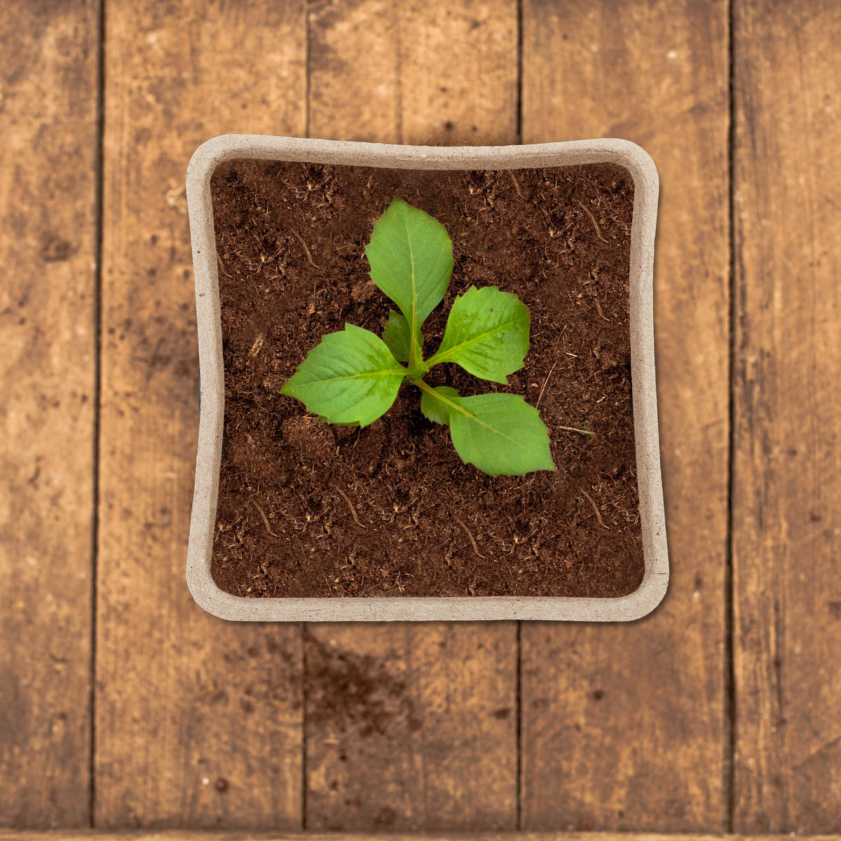 80XANZUCHTTÖPFE - Hellbraun, Papier (8/8/8cm) - Relaxdays