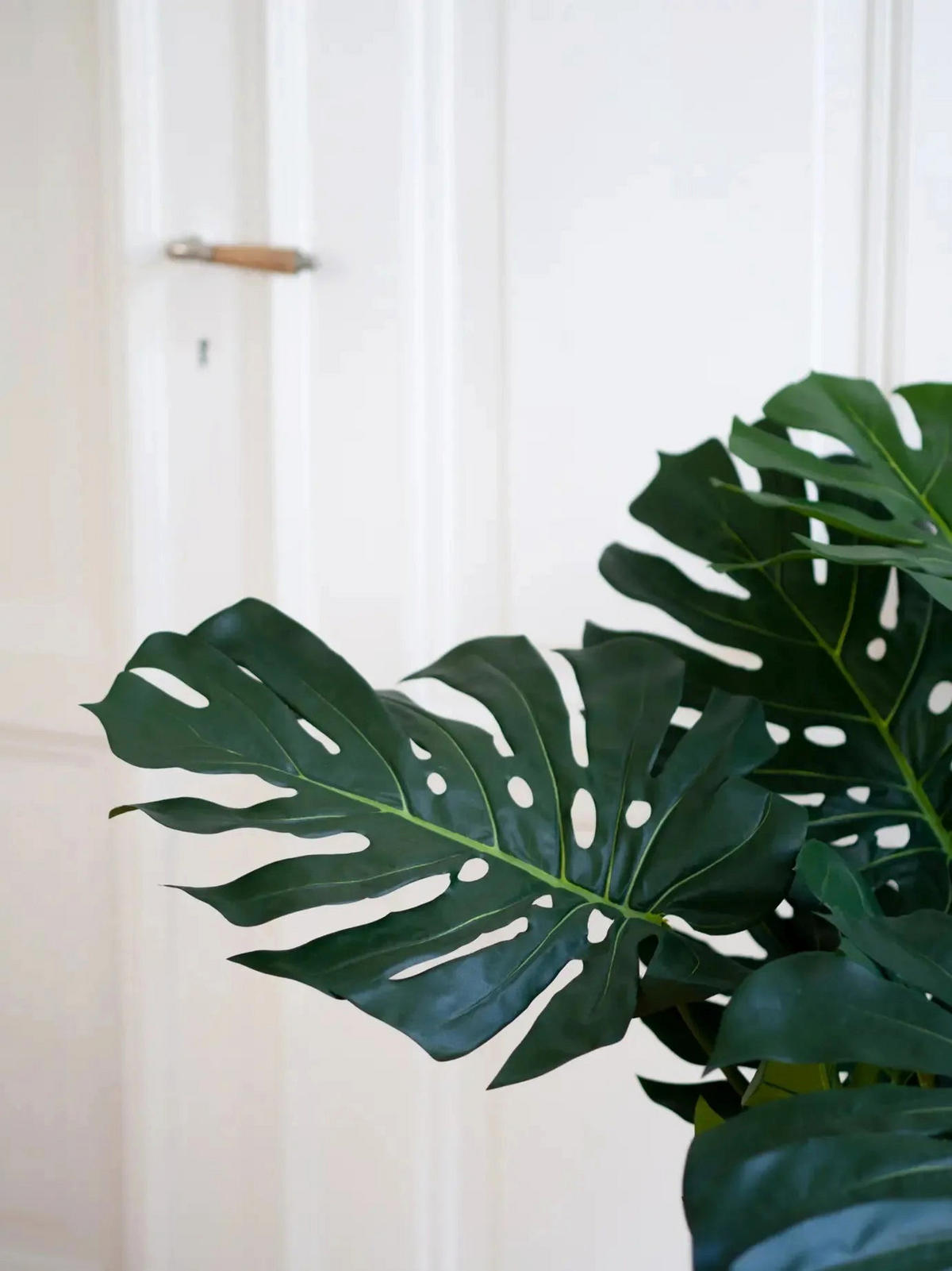 KUNSTPFLANZE Künstliche Monstera - Thilo 98 cm - Grün, Kunststoff (98cm) - aplanta