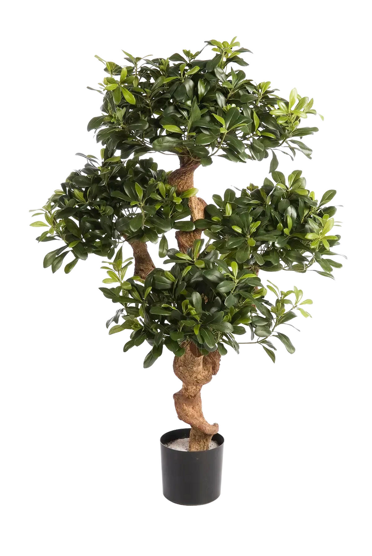 PITTOSPORUM Künstlicher Pittosporum - Pierre 120 cm - Grün, Kunststoff (120cm) - aplanta