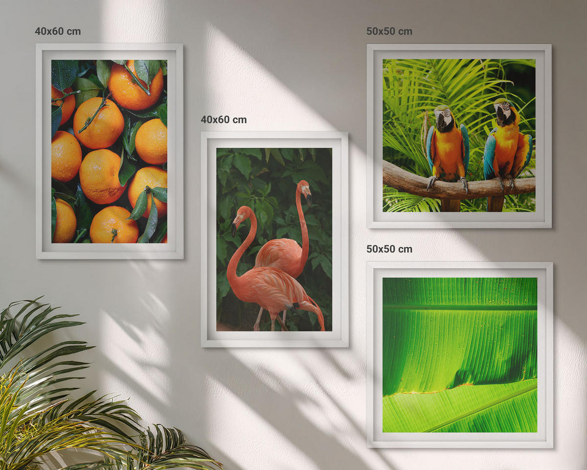 BILDER SET 4er Set - 50x50 cm & 40x60 cm Weißer Rahmen - Fruchtige Akzente der Tropen - Weiß, Kunststoff (50/50cm) - TULUP