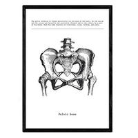 POSTER Anatomie Becken A4 Rahmenlos - Klar, Papier (29.7/5/21cm) - Nacnic
