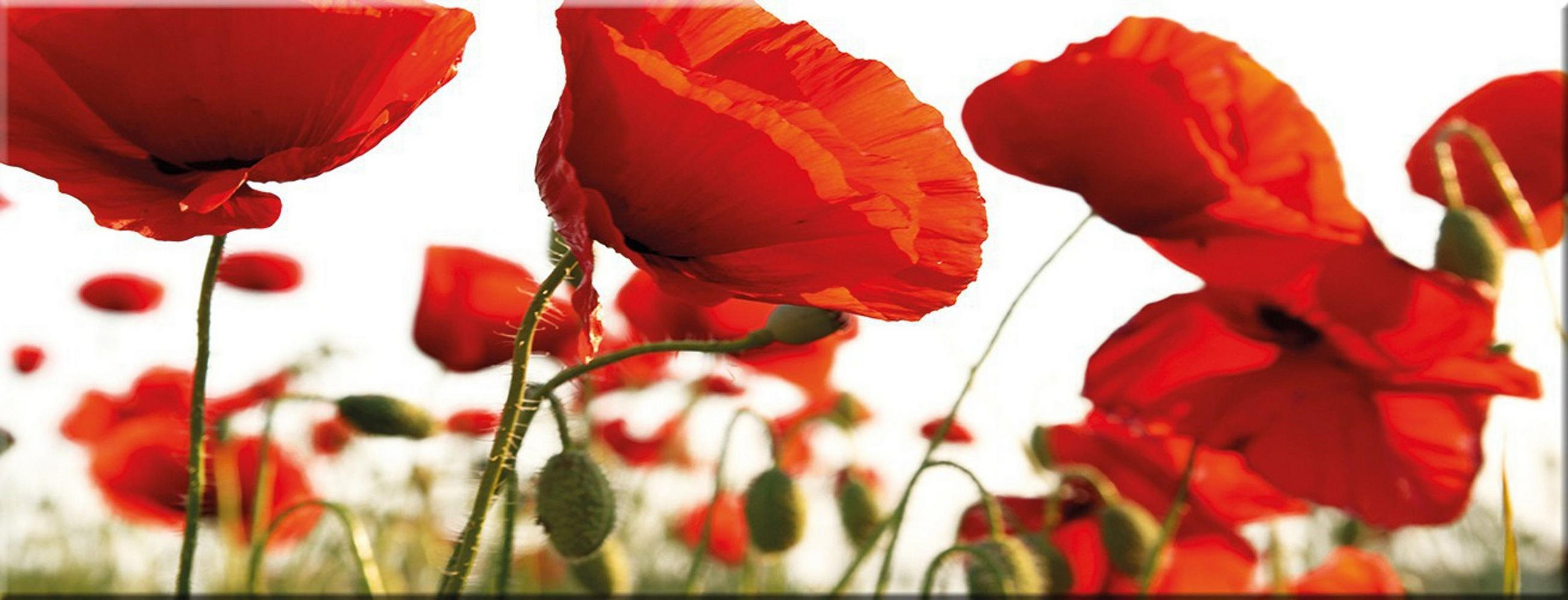 GLASBILD 80x30 cm Mohnblumen Rot - Weiß, Glas (80/30cm) - artissimo