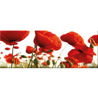 GLASBILD 80x30 cm Mohnblumen Rot - Weiß, Glas (80/30cm) - artissimo