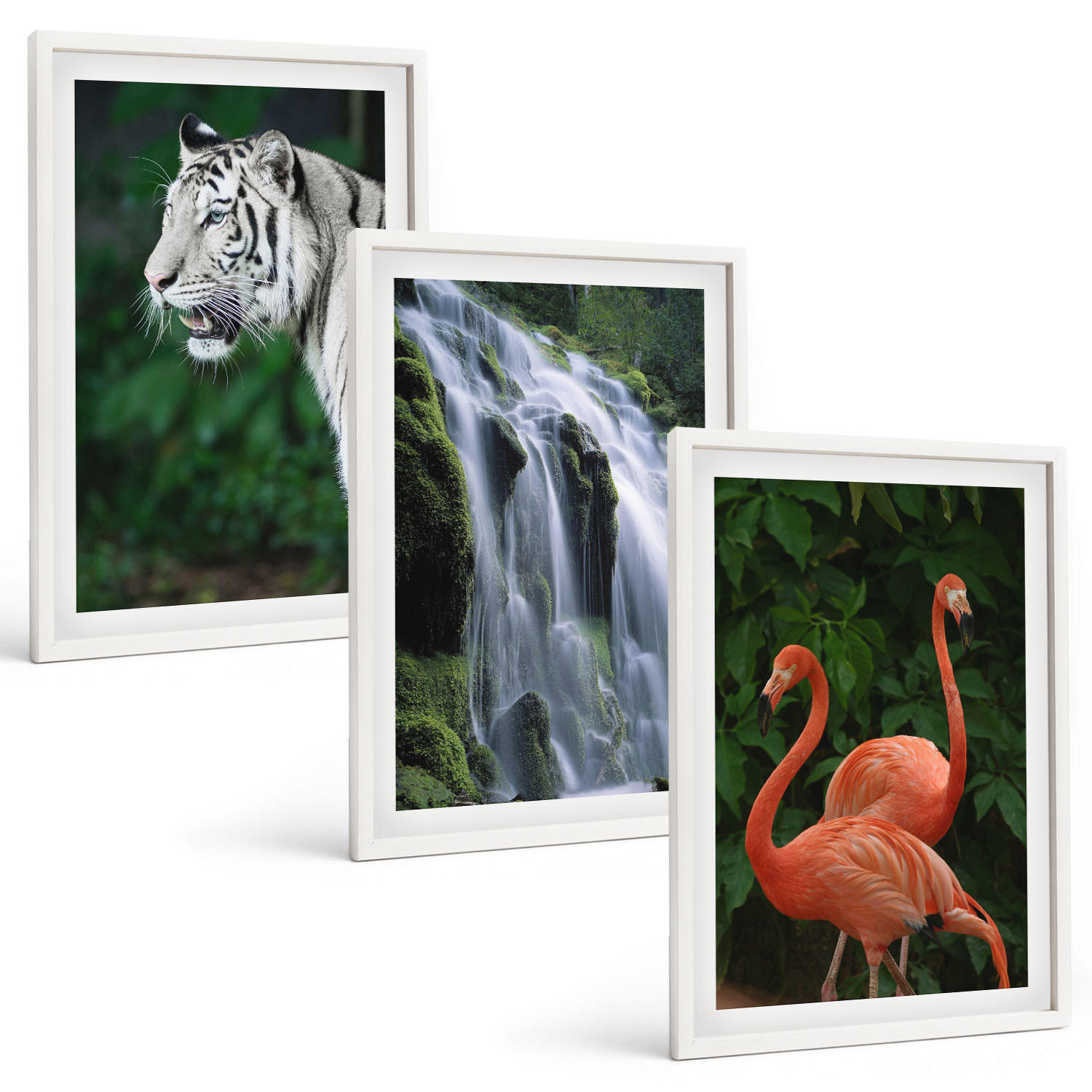 BILDER SET 3er Set - 40x60 cm Weißer Rahmen - Tiger Wasserfall Flamingos Natur - Weiß, Kunststoff (40/60cm) - TULUP
