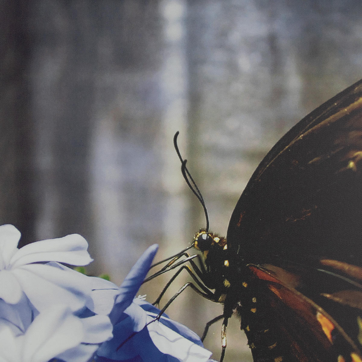 LEINWANDBILD Schmetterling Blume 50x50cm - Lila/Braun, Kunststoff (50/1cm) - Art for the Home