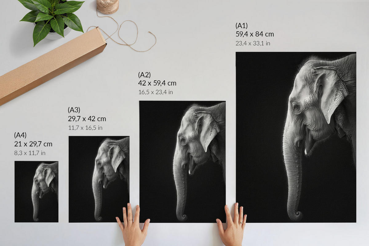 POSTER - 59x84 cm - Visual Echo - Profil eines Elefanten - Weiß, Textil (59/84/0.1cm) - TULUP