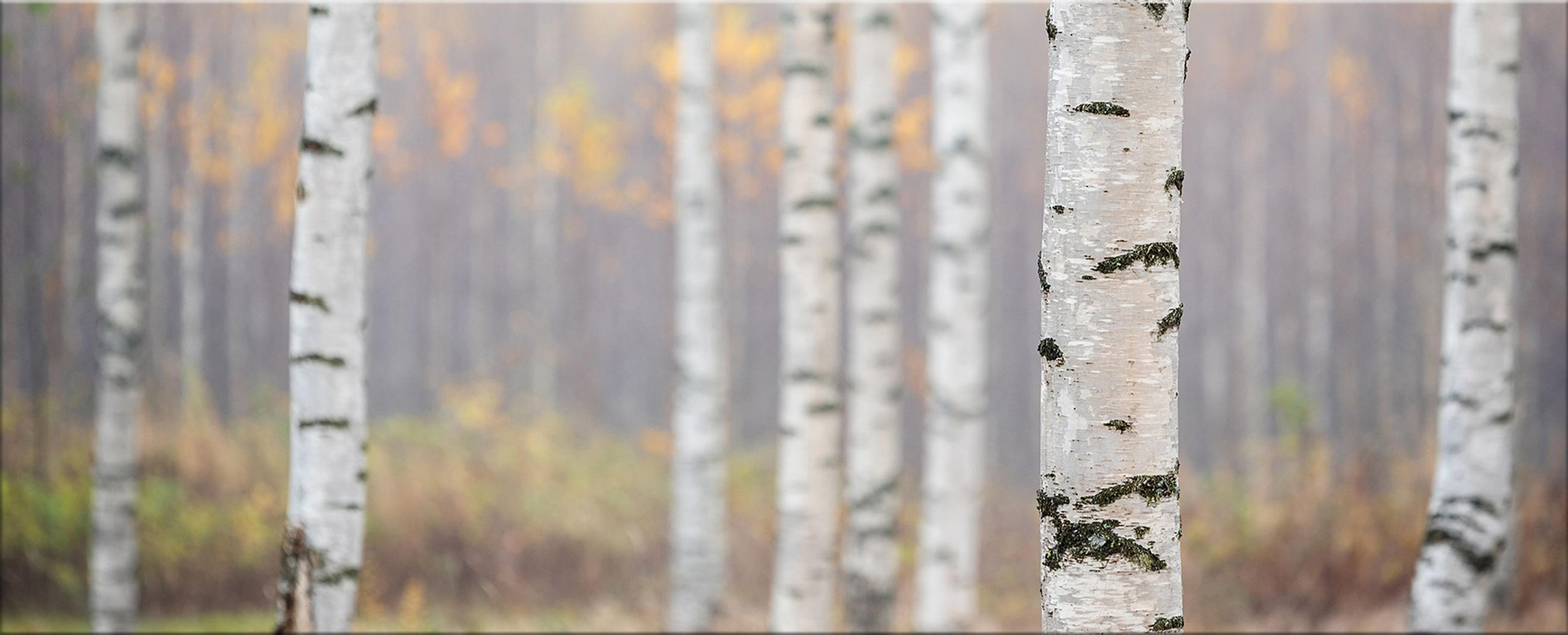 GLASBILD 125x50 cm Landschaft Wald beige - Beige, Glas (125/50cm) - artissimo