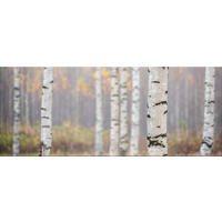 GLASBILD 125x50 cm Landschaft Wald beige - Beige, Glas (125/50cm) - artissimo