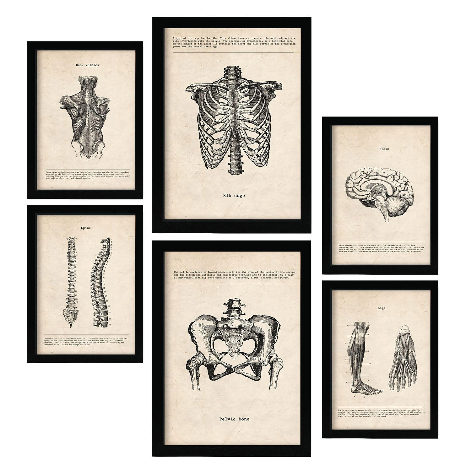 POSTER Set Mit 6 Von Kopf Bis Fuß Medizinische Illustrationen Im Vintage Stil Von Anatomie, Körperteilen, Knochen Und Muskeln A3 & A4 Schwarzer Rahmen - Schwarz, Papier (29/3cm) - Nacnic