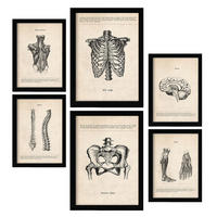 POSTER Set Mit 6 Von Kopf Bis Fuß Medizinische Illustrationen Im Vintage Stil Von Anatomie, Körperteilen, Knochen Und Muskeln A3 & A4 Schwarzer Rahmen - Schwarz, Papier (29/3cm) - Nacnic