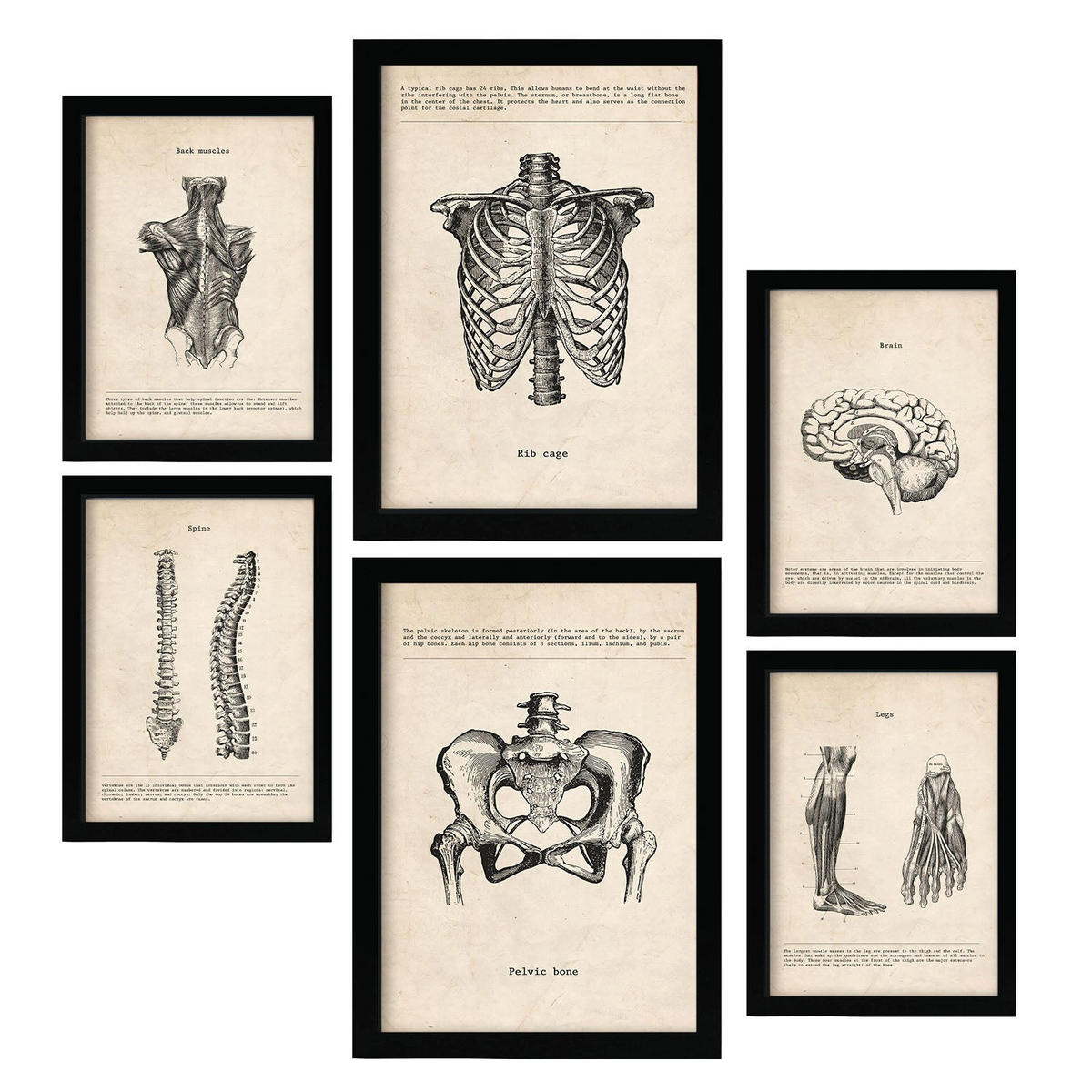 POSTER Set Mit 6 Von Kopf Bis Fuß Medizinische Illustrationen Im Vintage Stil Von Anatomie, Körperteilen, Knochen Und Muskeln A3 & A4 Schwarzer Rahmen - Schwarz, Papier (29/3cm) - Nacnic