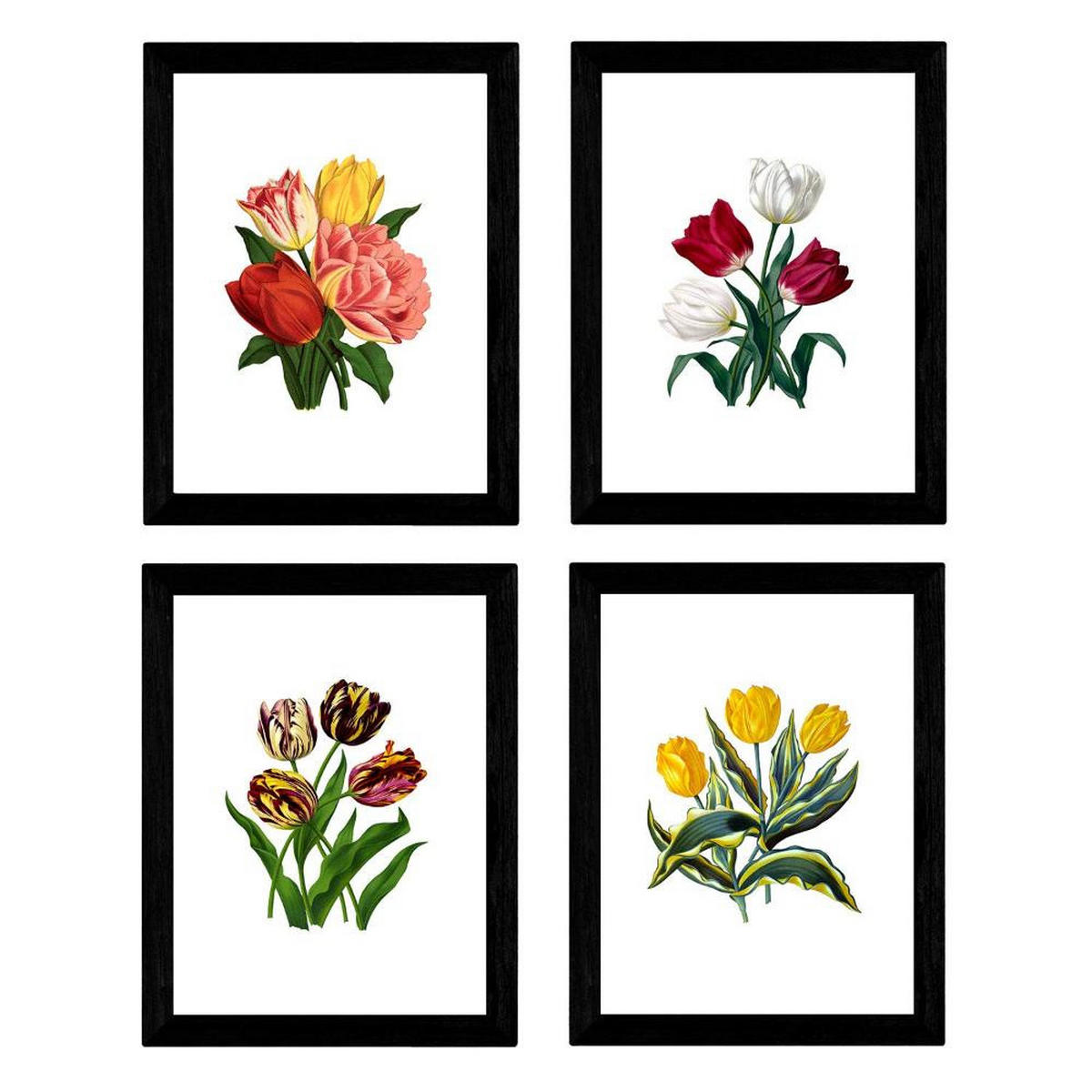 POSTER Set mit 4 Botanische Weiß Hintergrund Tulpen A3 Rahmenlos - Klar, Papier (29.7/3cm) - Nacnic