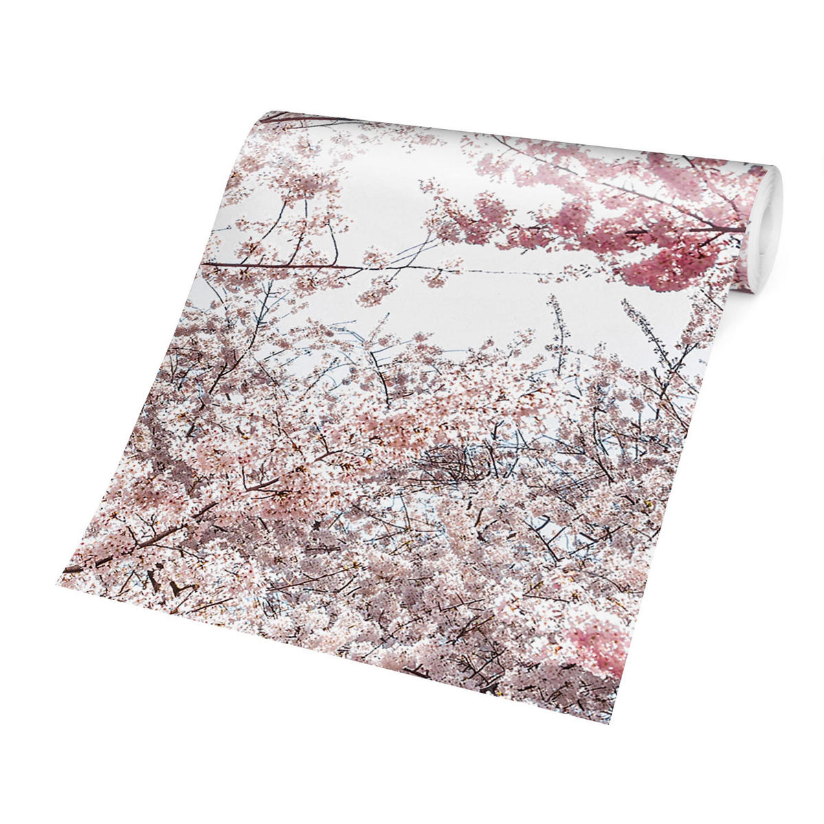 FOTOTAPETE Zwischen Kirschblütenzweigen 432/290 cm - Rosa, Papier (432/290cm) - Bilderwelten
