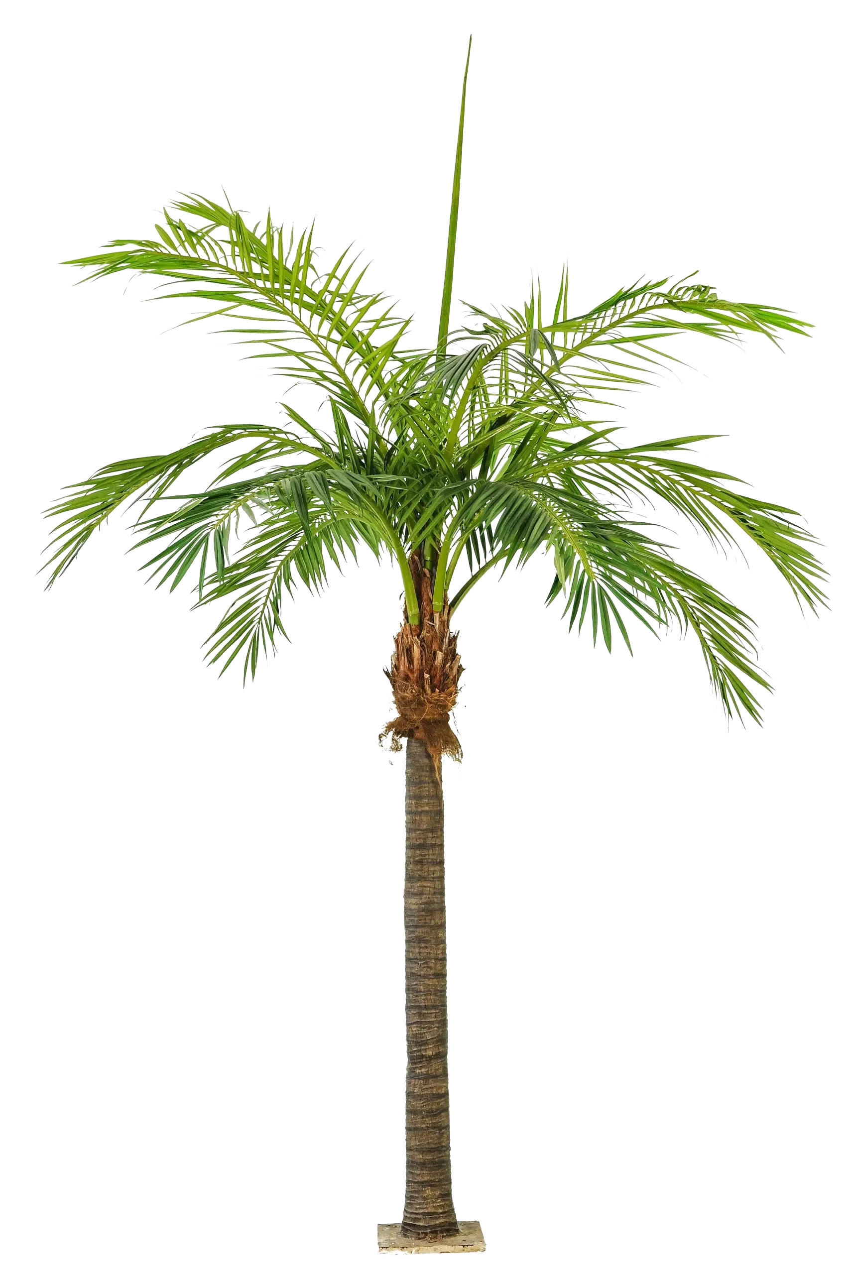 KUNSTBAUM Künstliche Phoenixpalme - Saskia 480 cm - Grün, Kunststoff (480cm) - aplanta