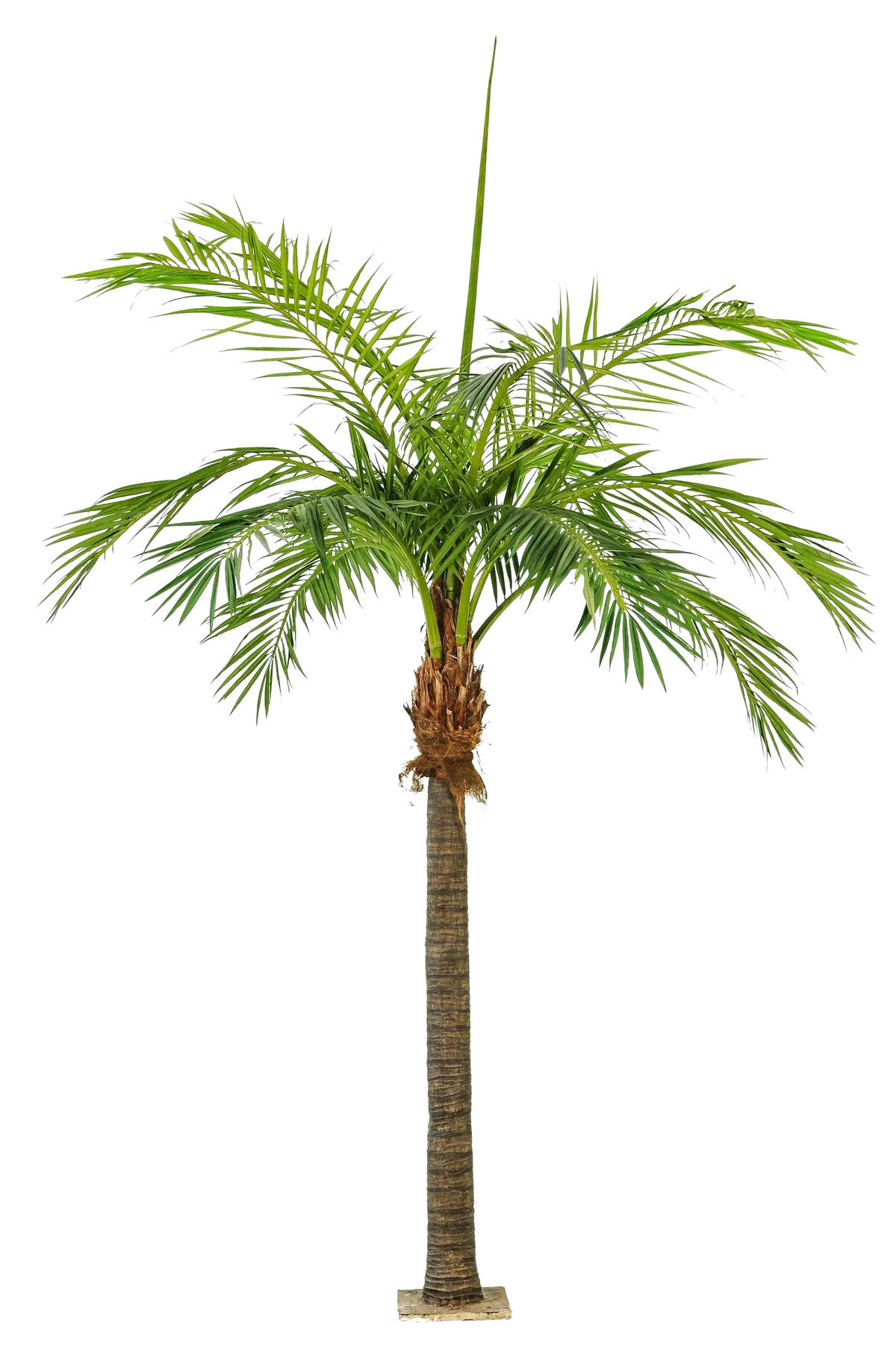 KUNSTBAUM Künstliche Phoenixpalme - Saskia 480 cm - Grün, Kunststoff (480cm) - aplanta