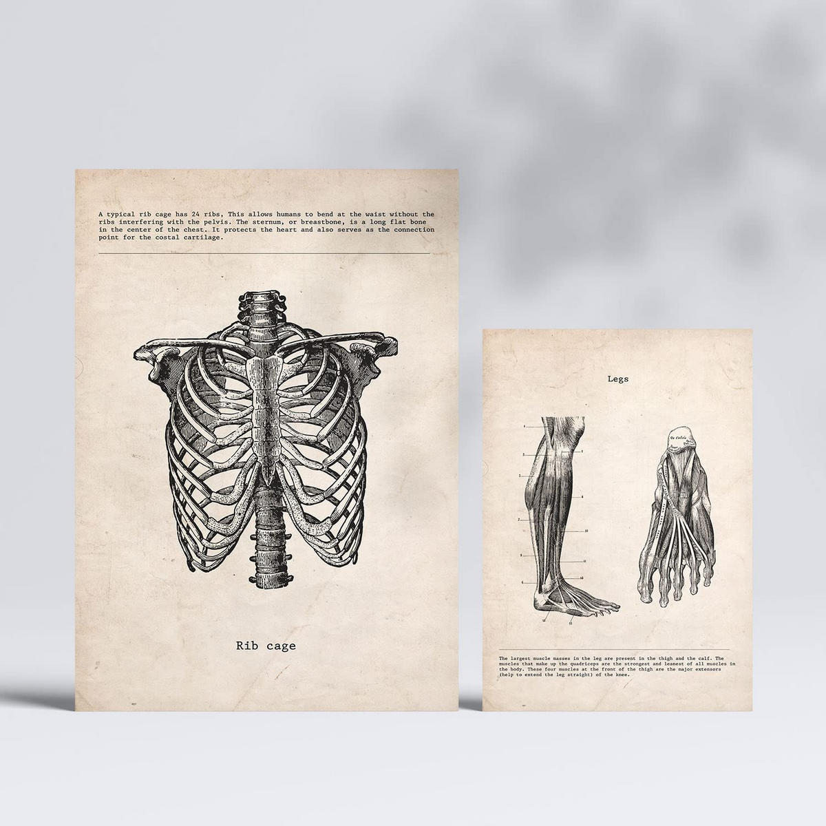 POSTER Set Mit 6 Von Kopf Bis Fuß Medizinische Illustrationen Im Vintage Stil Von Anatomie A3 & A4 Rahmenlos - Klar, Papier (29/3cm) - Nacnic