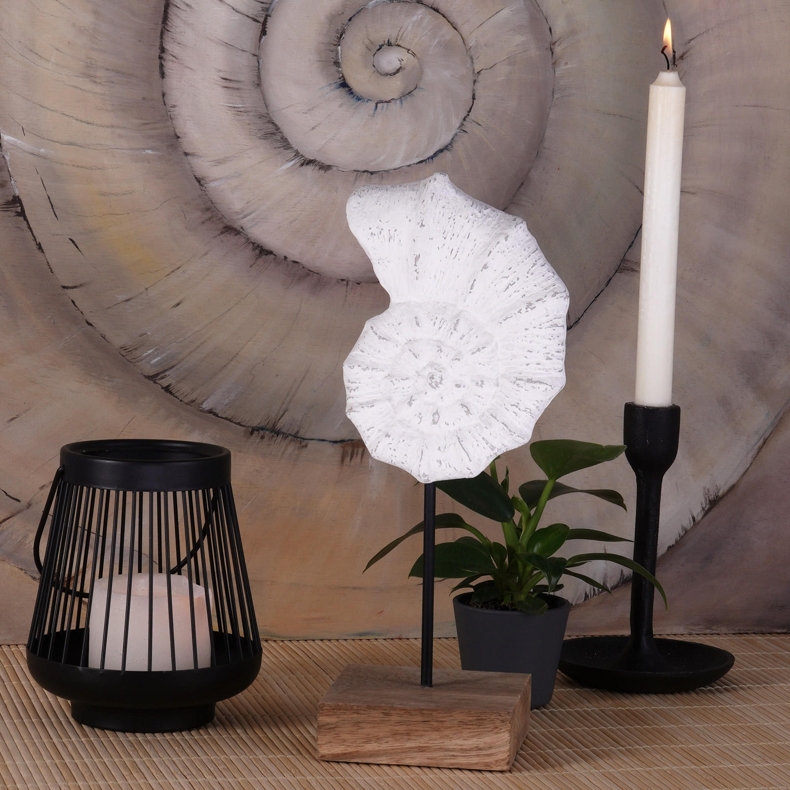 SKULPTUR MUSCHEL Shell Mangoholz-Sockel weiß-natur - Weiß, Holz (13/31/10cm) - CREEDWOOD