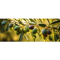 GLASBILD 80x30 cm Küche Oliven grün - Grün, Glas (80/30cm) - artissimo