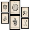 POSTER Set Mit 6 Medizinische Anatomie-Illustrationen des Oberkörpers Größe A3 und A4 Rahmenlos - Klar, Papier (29.7/1/42cm) - Nacnic