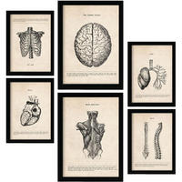 POSTER Set Mit 6 Medizinische Anatomie-Illustrationen des Oberkörpers Größe A3 und A4 Rahmenlos - Klar, Papier (29.7/1/42cm) - Nacnic