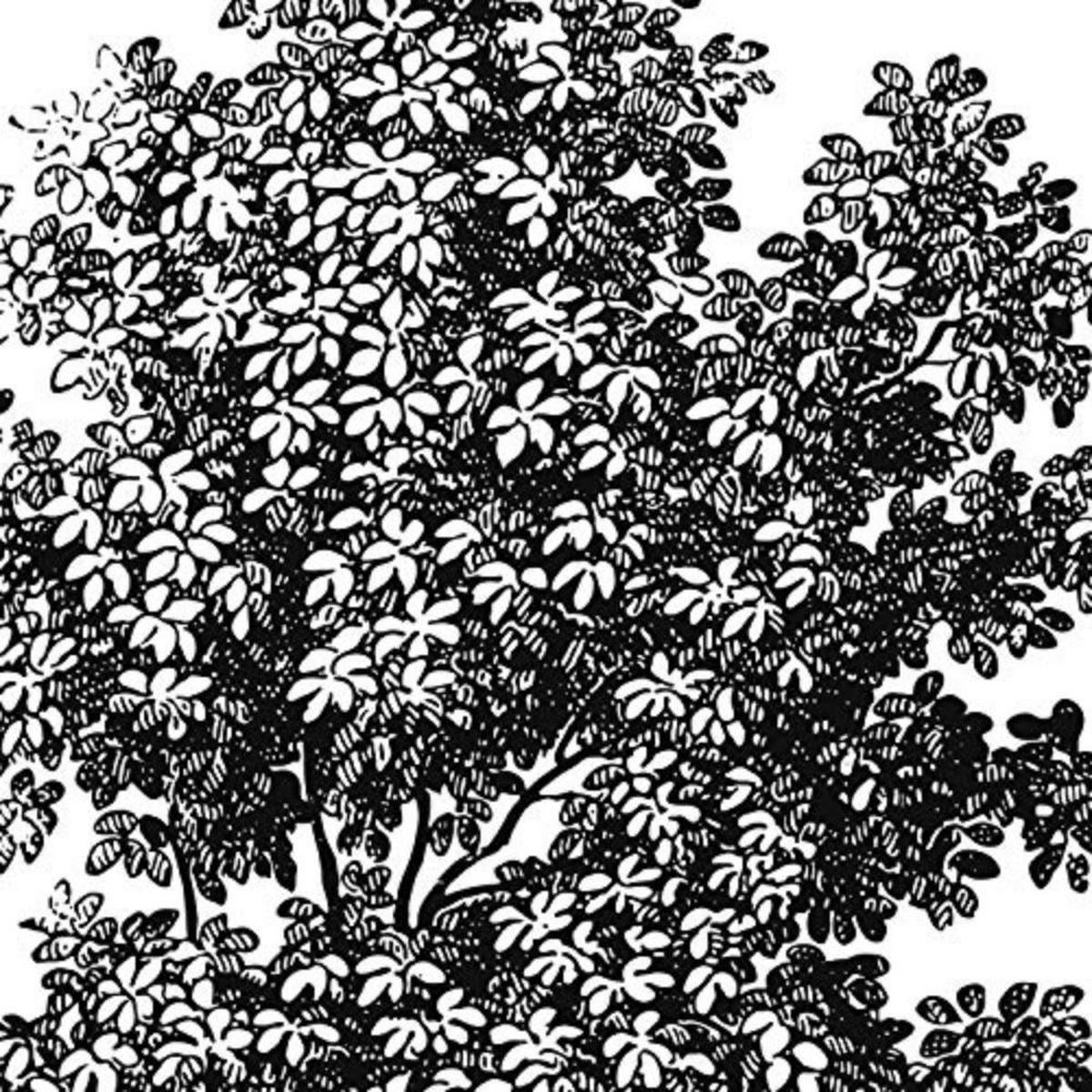 POSTER Set mit 4 Blättern der Bäume ohne und mit Blatt, weiß 20x20cm Rahmenlos - Klar, Papier (20/3cm) - Nacnic