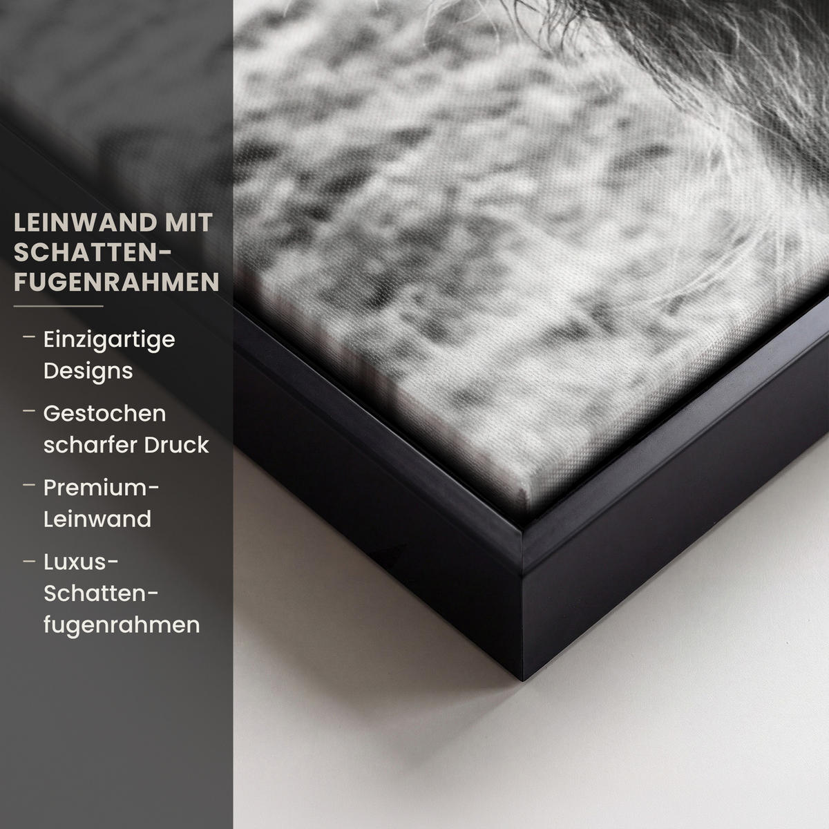 LEINWAND Bilder mit Rahmen - Kuh - Schottischer Hochländer - Schwarz - Weiß - Tier - Natur - Wildtiere - 50x70 - Schwarz, Textil (50/70cm) - MuchoWow