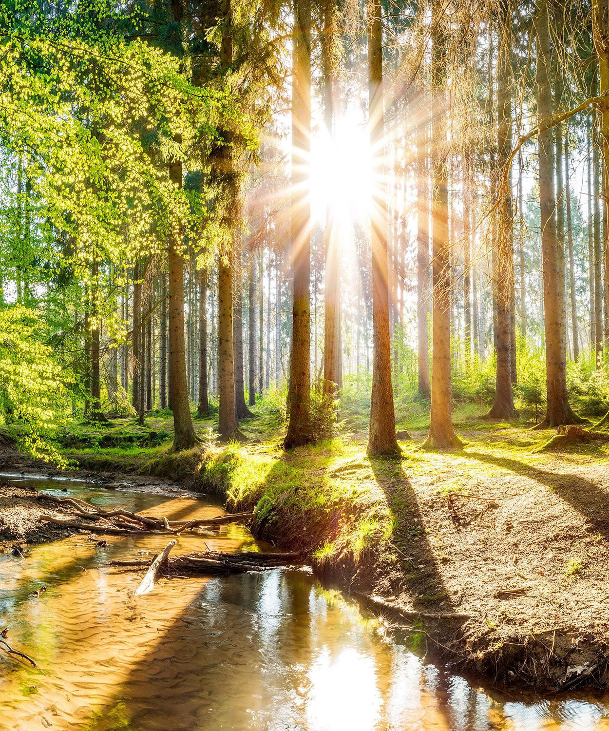 VERDUNKELUNGSROLLO 150x180 cm Sonne im Wald - Braun, Textil (150/180cm) - TULUP