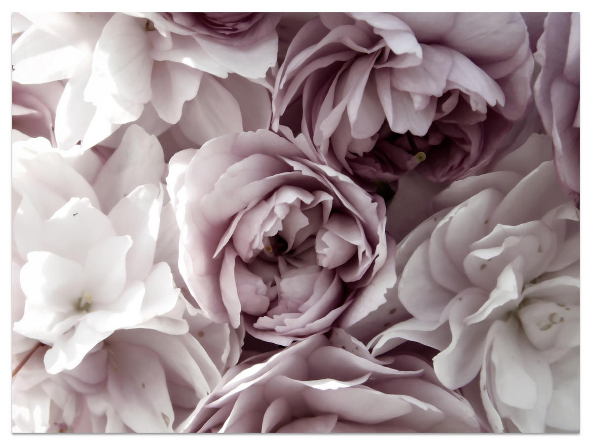 FOTOTAPETE für Badezimmer Pastell Pfingstrosen Blumen 300x210 - Beige/Violett, Papier (300/210cm) - Muralo