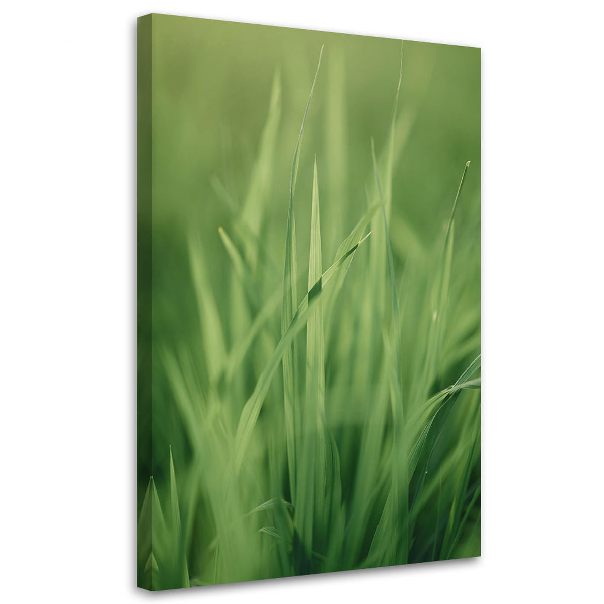 WANDBILD grashalm - Grün, Textil (40/60cm) - Feeby