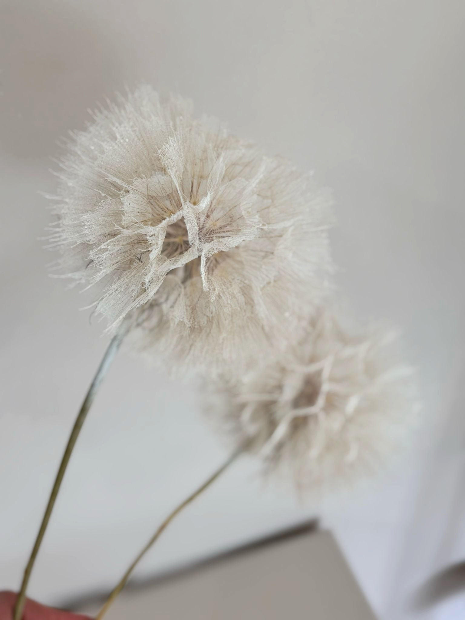 PUSTEBLUME getrocknet einzeln - weiß - Weiß, Naturmaterialien (30cm) - Lykke & You