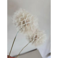 PUSTEBLUME getrocknet einzeln - weiß - Weiß, Naturmaterialien (30cm) - Lykke & You