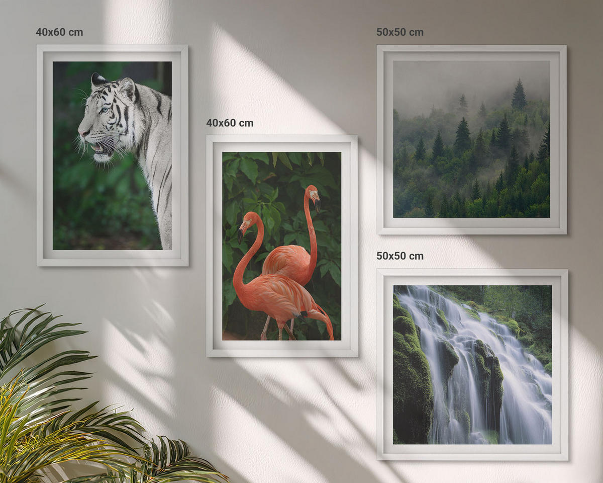 WANDBILDER 4er-Set - 50x50 cm & 40x60 cm Weißer Rahmen - Tiger Wasserfall Flamingos Natur - Weiß, Kunststoff (50/50cm) - ArtPrintCave