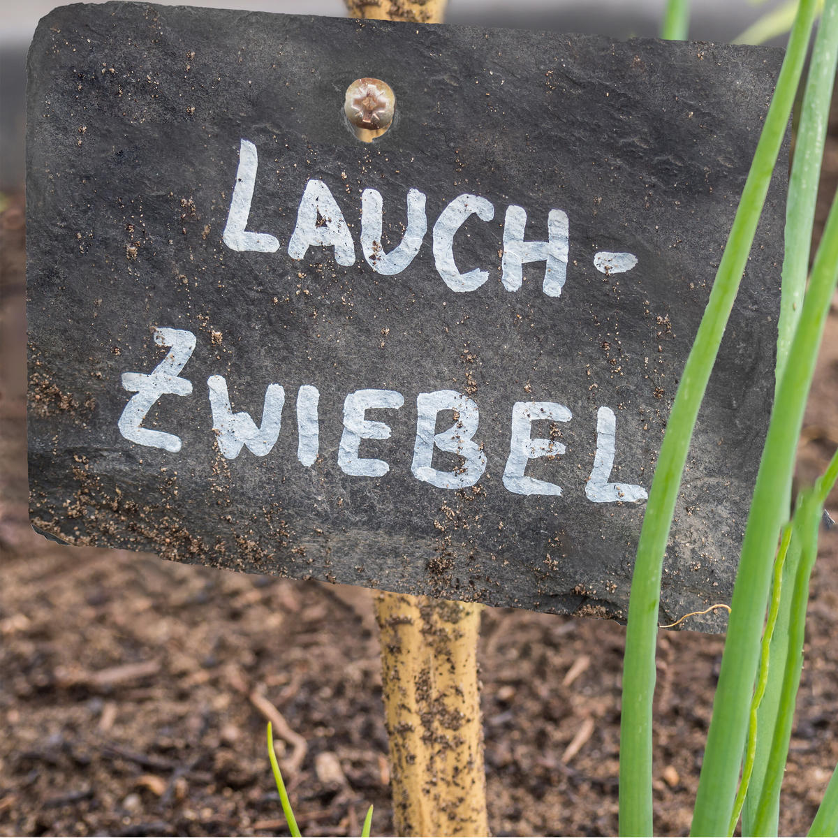 10XSCHIEFER-PFLANZENSCHILDER - Anthrazit, Stein (10/7/0.5cm) - Relaxdays