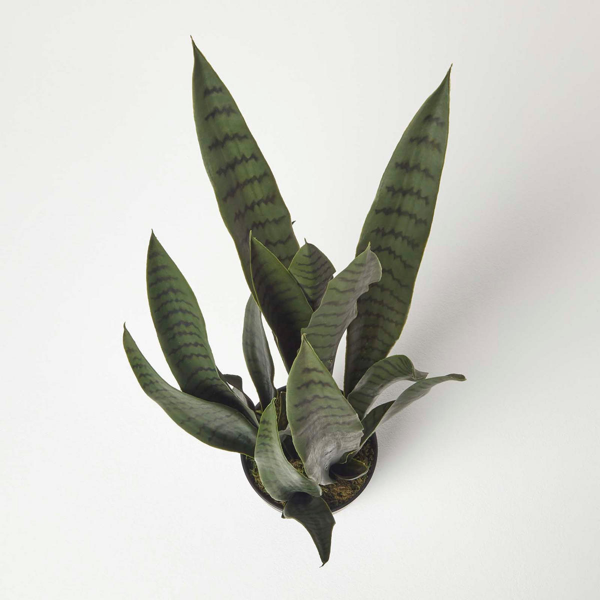 KUNSTPFLANZE Bogenhanf grün, 74 cm - Waldgrün, Kunststoff (74cm) - Homescapes