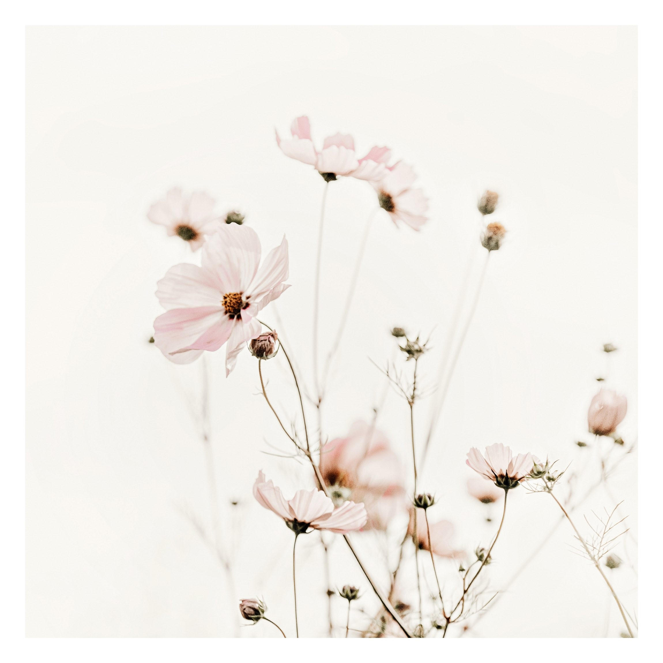 FOTOTAPETE Cosmea in zarten Cremetönen 192/192 cm - Eichefarben, Papier (192/192cm) - Bilderwelten