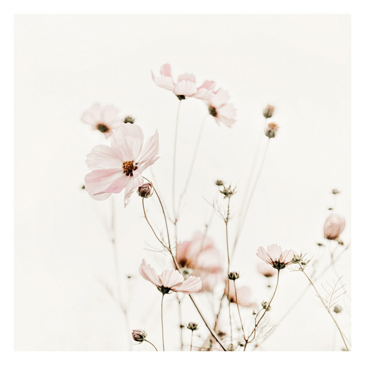 FOTOTAPETE Cosmea in zarten Cremetönen 192/192 cm - Eichefarben, Papier (192/192cm) - Bilderwelten