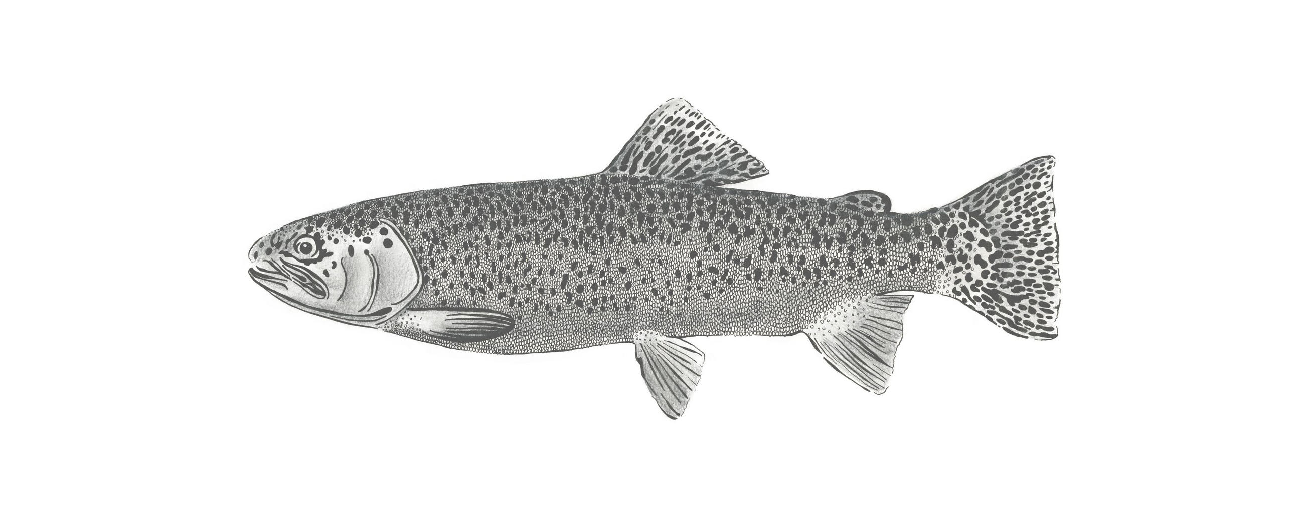FOTOTAPETE Fisch 250 x 100 cm - Schwarz, Papier (250/100cm) - ESTAhome