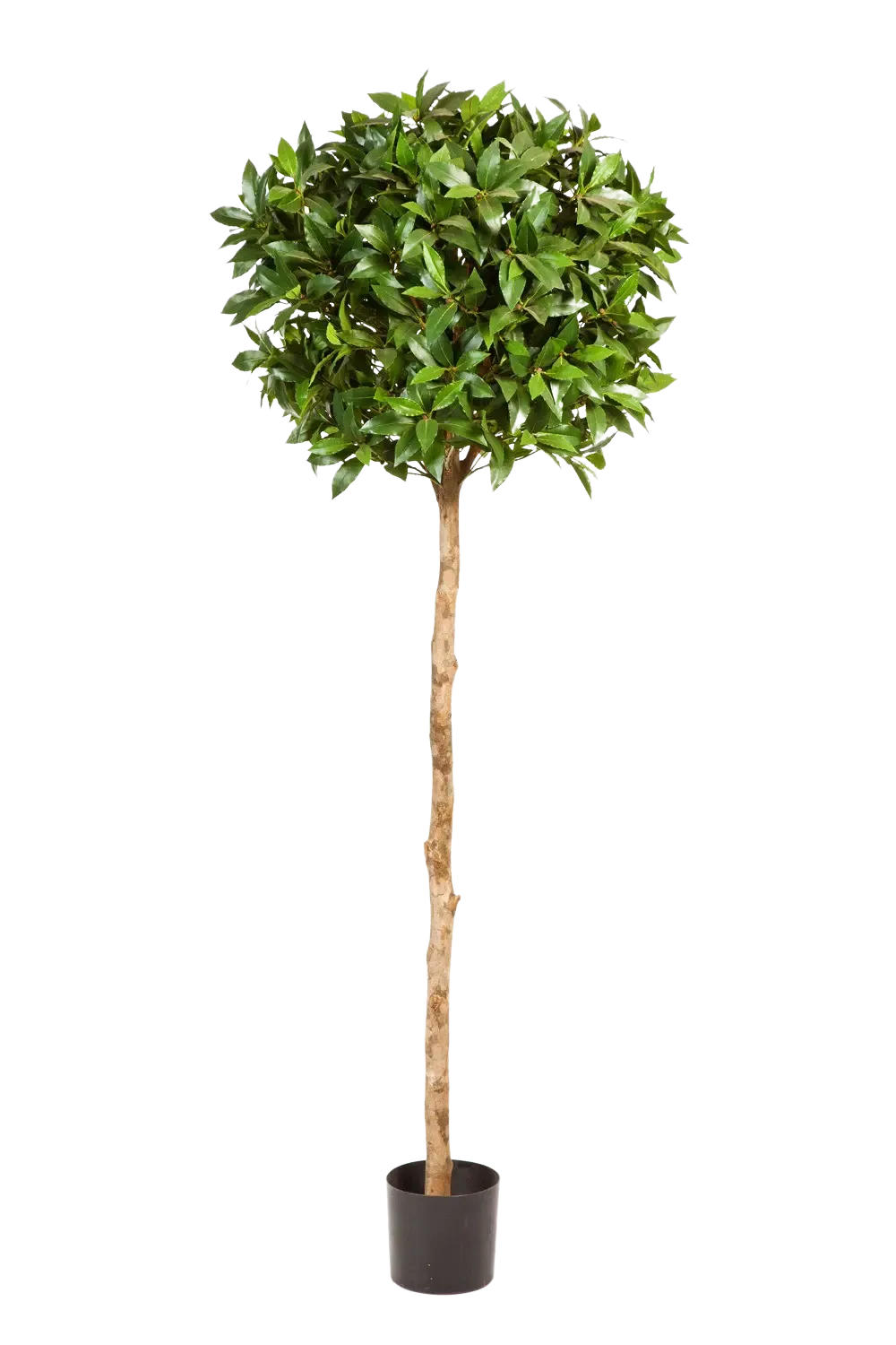 KUNSTBAUM Künstliche Lorbeer - Romy 140 cm - Grün, Kunststoff (140cm) - aplanta