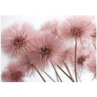 FOTOTAPETE Pusteblume Boho Wohnzimmer 200x140 - Multicolor, Papier (200/140cm) - Wallarena