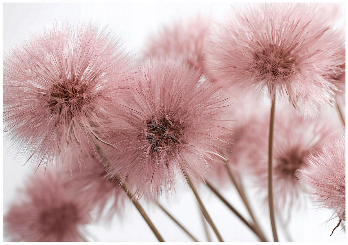 FOTOTAPETE Pusteblume Boho Wohnzimmer 200x140 - Multicolor, Papier (200/140cm) - Wallarena