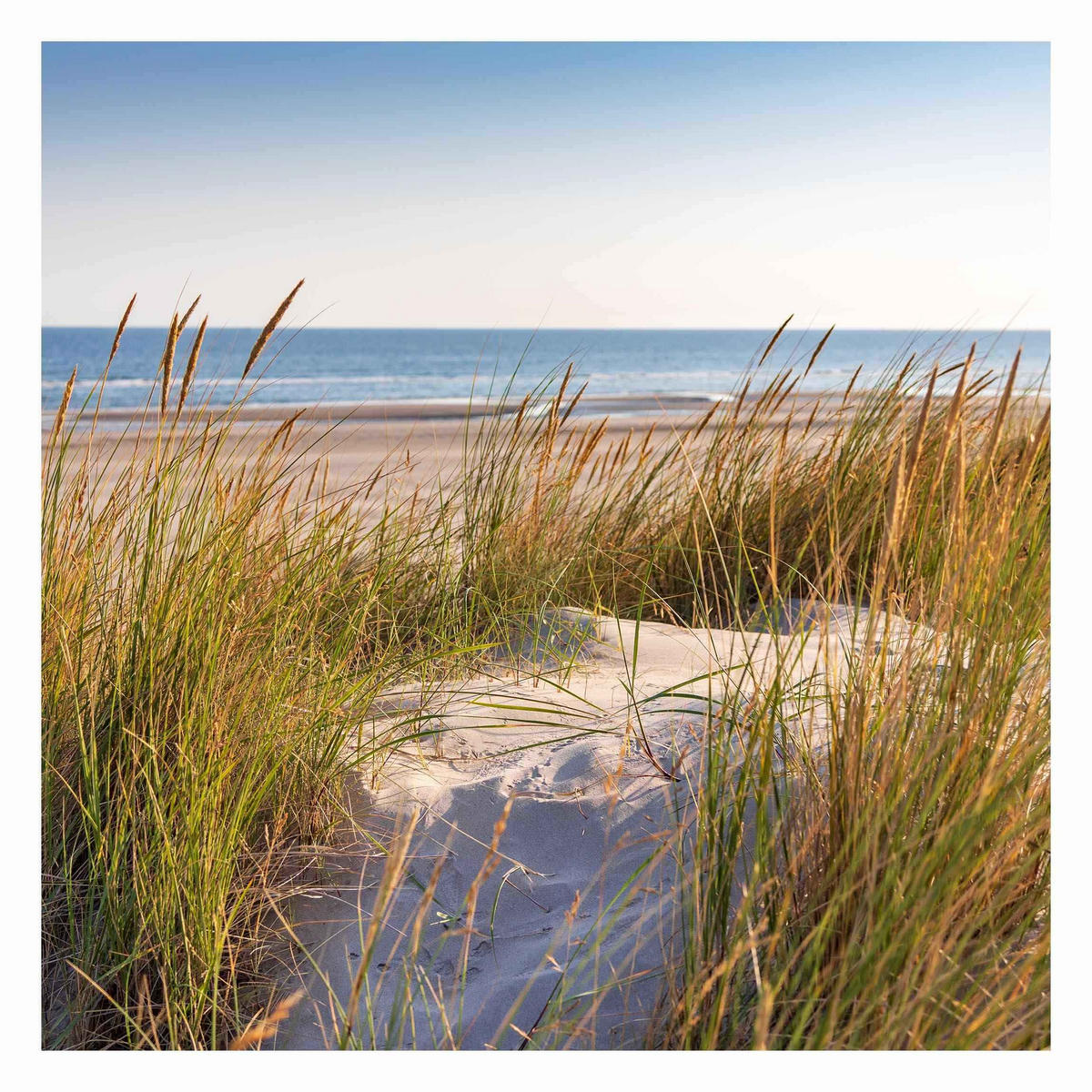 FOTOTAPETE Stranddüne am Meer 288/288 cm - Eichefarben, Papier (288/288cm) - Bilderwelten