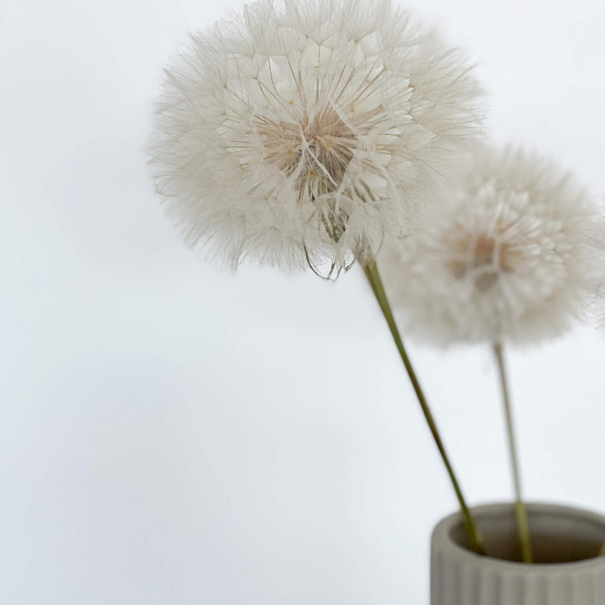 PUSTEBLUME getrocknet einzeln - weiß - Weiß, Naturmaterialien (30cm) - Lykke & You