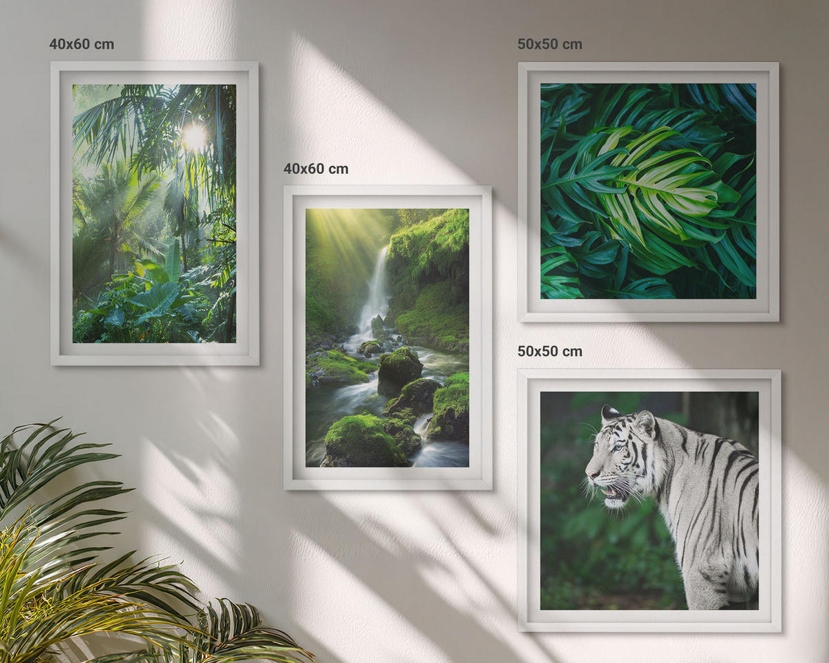 BILDER SET 4er Set - 50x50 cm & 40x60 cm Weißer Rahmen - Dschungel-Weißtiger-Wasserfall - Weiß, Kunststoff (50/50cm) - TULUP