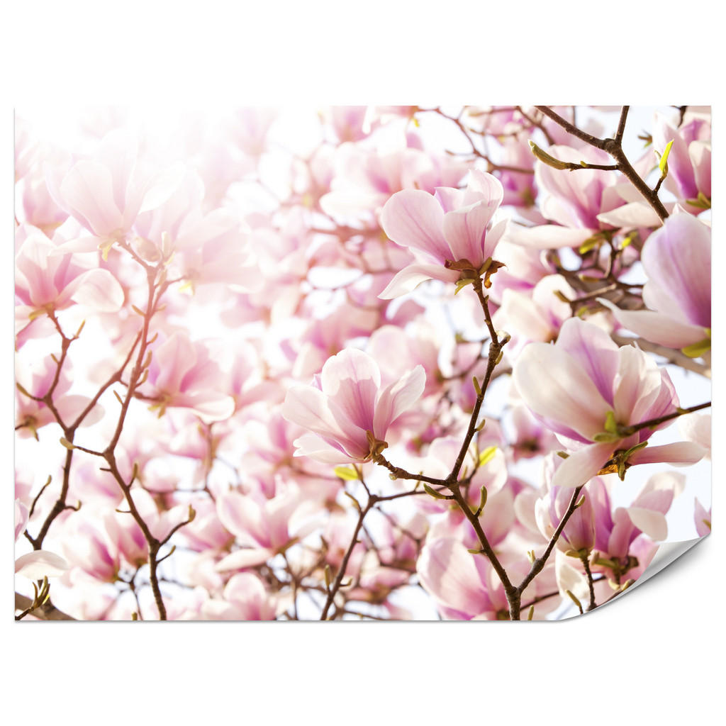Muralo FOTOTAPETA do Ložnice Růžové Květy Magnolie Květinový Motiv Jemná 150x105