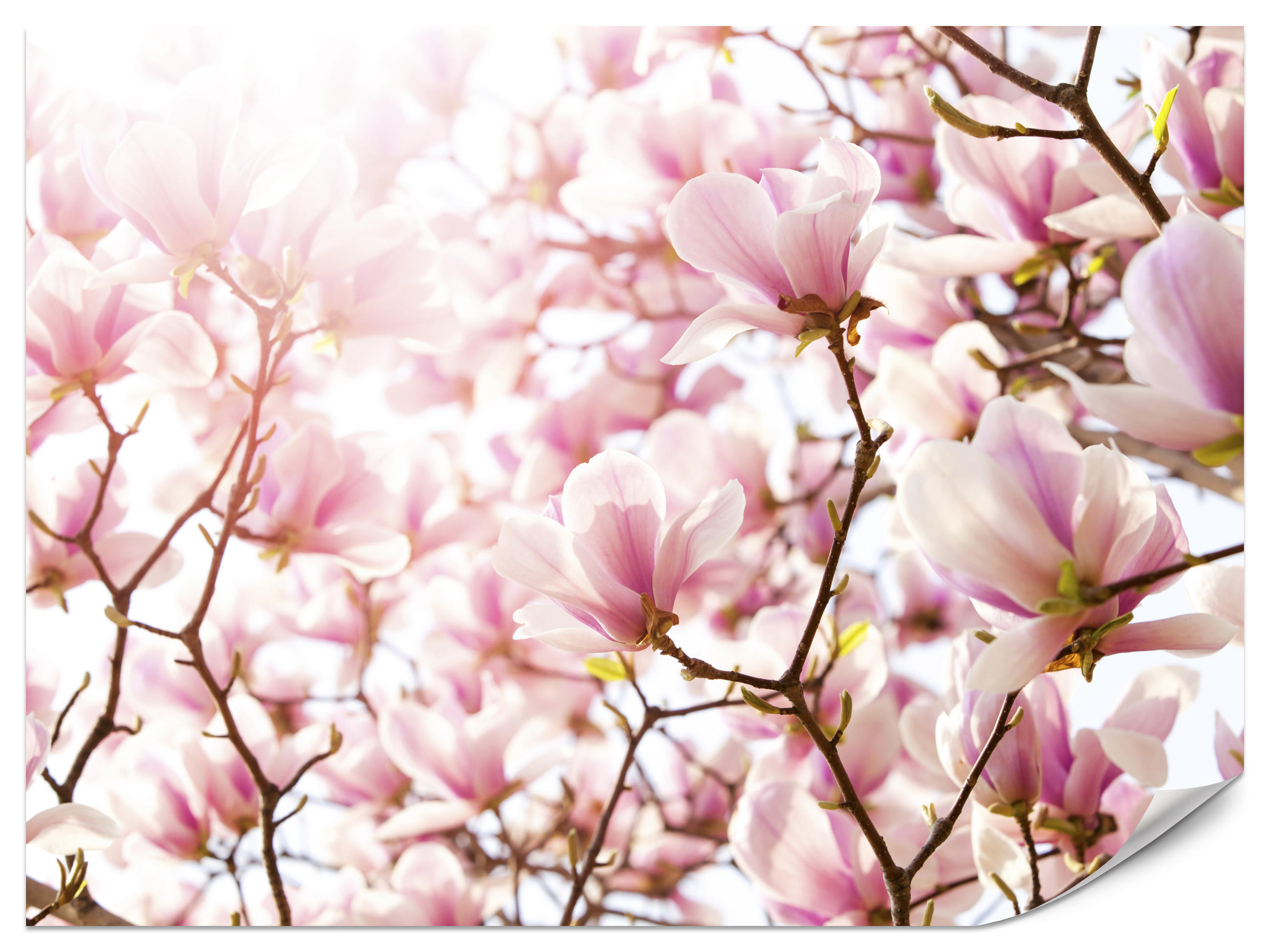 FOTOTAPETA Pre Spálňu Ružové Kvety Magnólie Florálna Jemná 150 x 105 cm - hnedá/ružová, papier (150/105cm) - Muralo