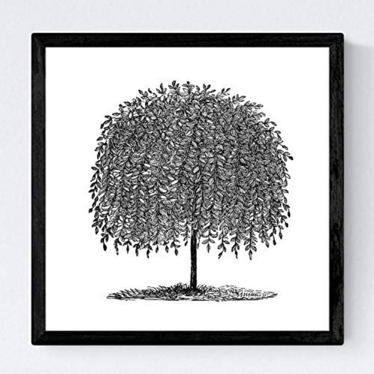 POSTER Set mit 4 Blättern der Bäume Weiden weiß 20x20cm Rahmenlos - Klar, Papier (20/3cm) - Nacnic