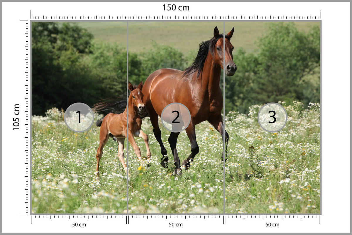 FOTOTAPETE Pferde Lichtung Pflanzen Natur 150x105 - Beige/Schwarz, Papier (150/105cm) - Muralo
