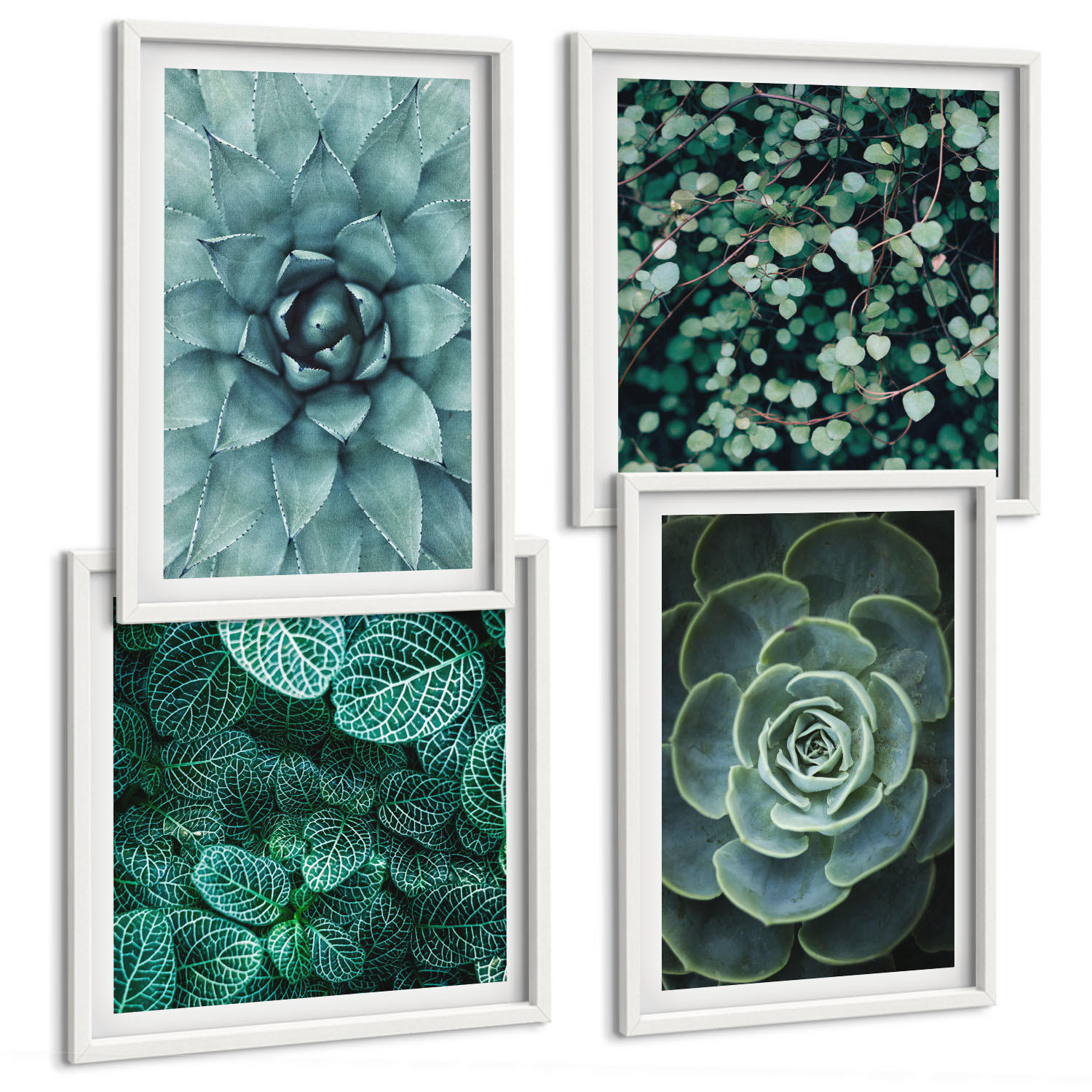 BILDER SET 4er Set - 50x50 cm & 40x60 cm Weißer Rahmen - Sukkulenten in Grün und Türkis - Weiß, Kunststoff (50/50cm) - TULUP