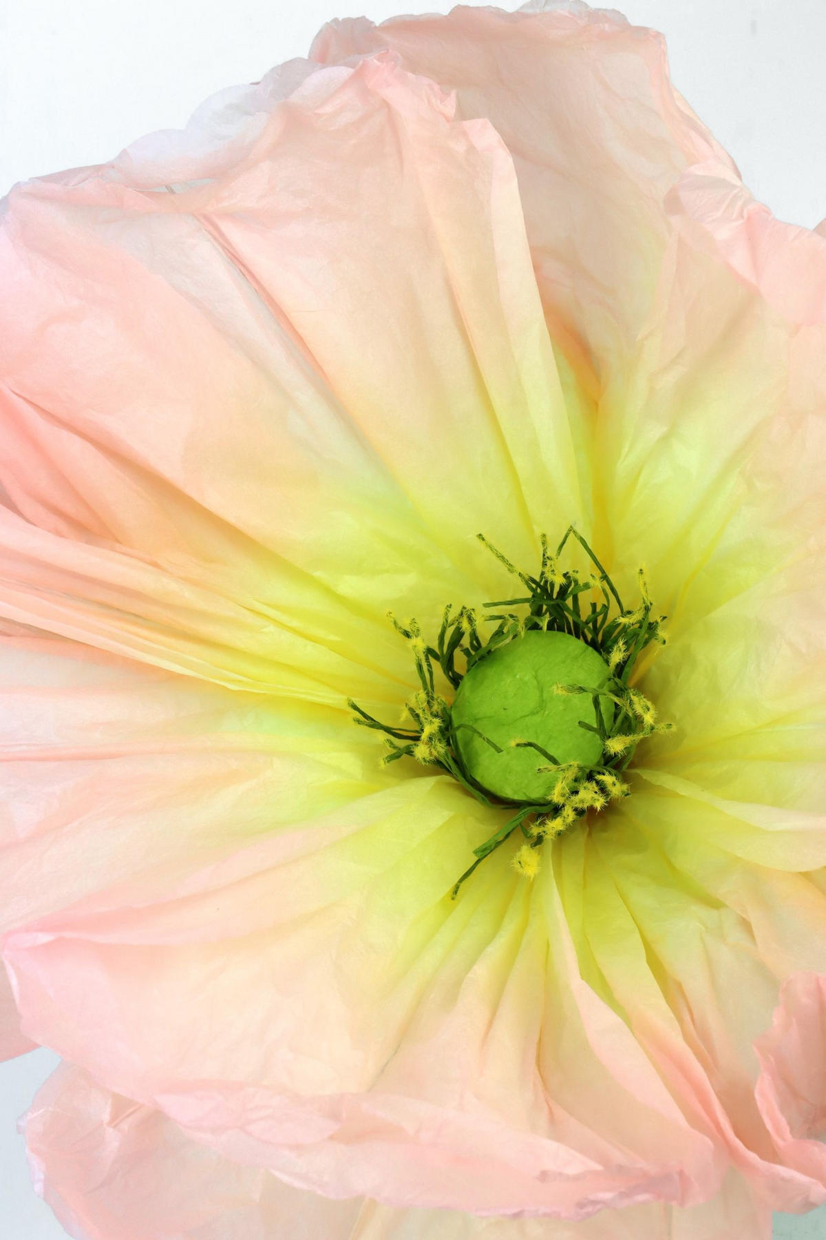 RIESENBLUMEN Papillon Aprikot 3-tlg. - Rosa, Papier (140cm) - FURNARO