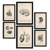 POSTER Set Mit 6 Organanatomie Größe A3 & A4 Schwarzer Rahmen - Schwarz, Papier (29.7/1cm) - Nacnic